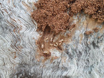 Defence Pest Management Termites Eating a Tree