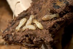 Defence Pest Management Termites
