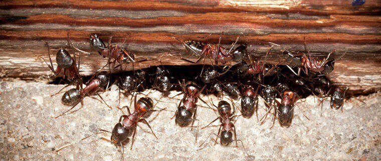 Defence Pest Management Ants Under Wooden Door Step
