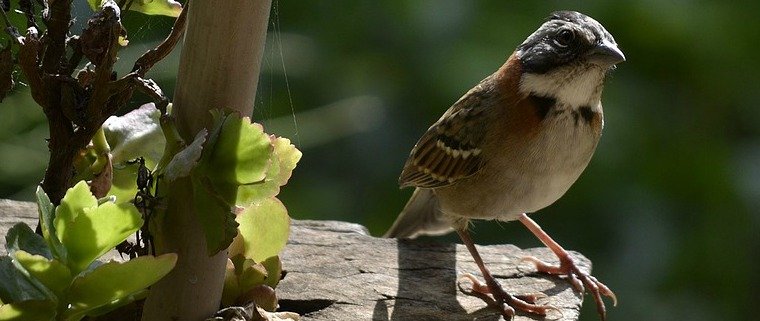 Defence Pest Management Bird