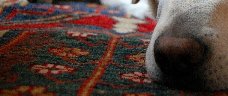 Defence Pest Management Carpet and A Dog