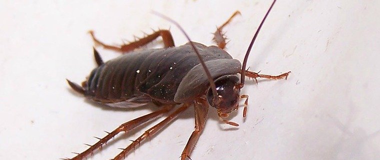 Defence Pest Management Cockroach