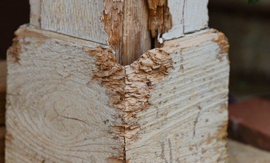 Defence Pest Management Termite Damaged Post