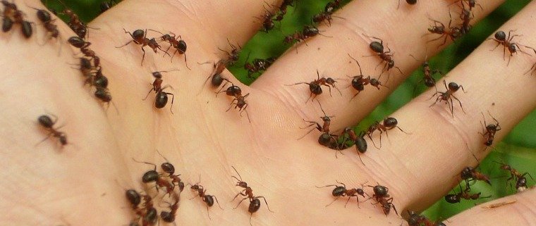 Defence Pest Management Ants on A Hand