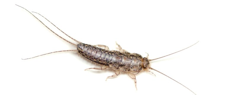 four lined silverfish