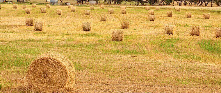 Defence Pest Management Hay and Straw Bales