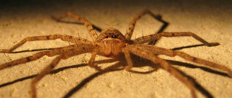 Defence Pest Management Spider