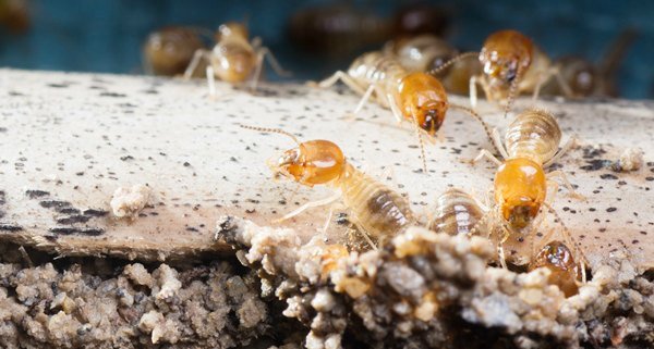 Termites underground