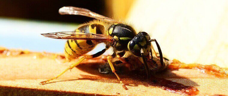 Defence Pest Management Wasp