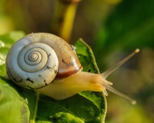 snail-405384_1280