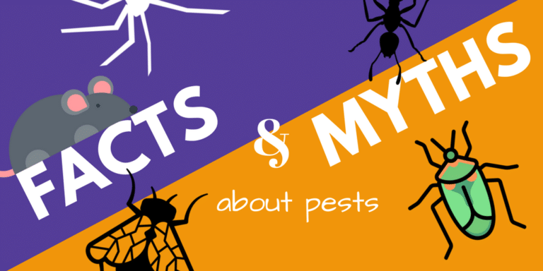 Defence Pest Management Blog Post
