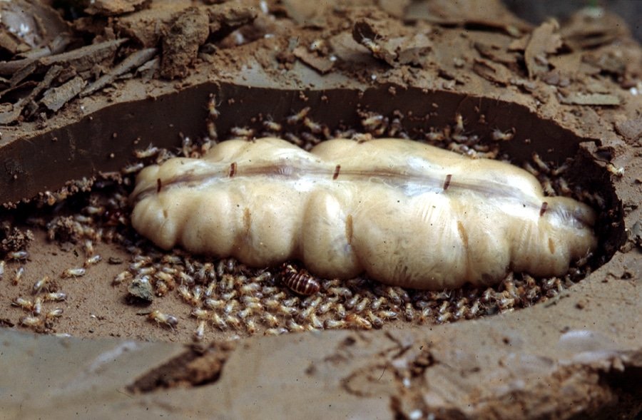 queen termite