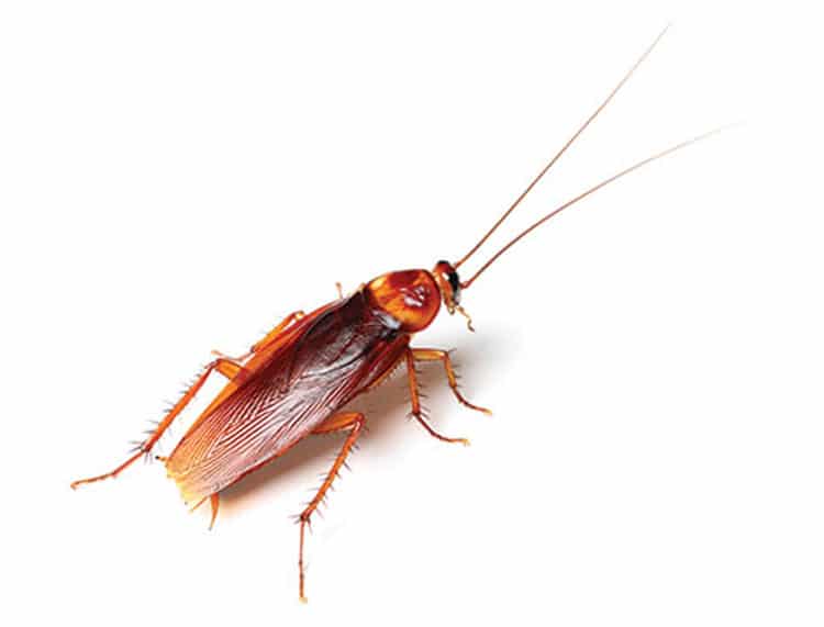 american-cockroach