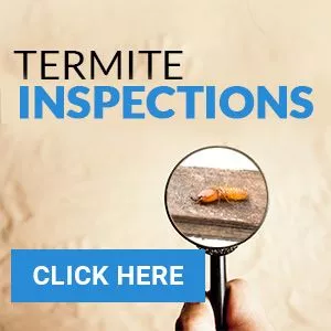 Defence Pest Management Termite Inspections