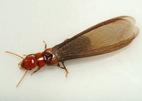 West Indian Dry Wood Termite Wings