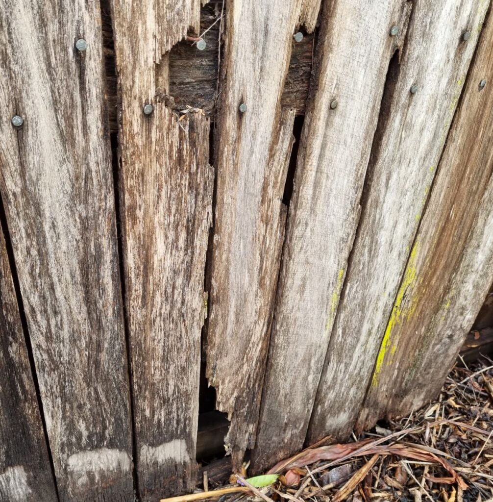 termite damage in timber fence palings