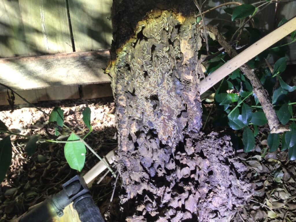 tree stump active termites