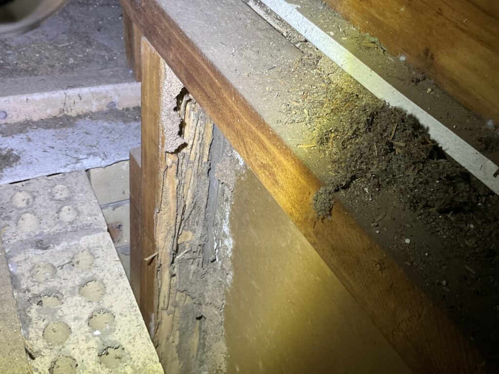 termite damage algester 4115.