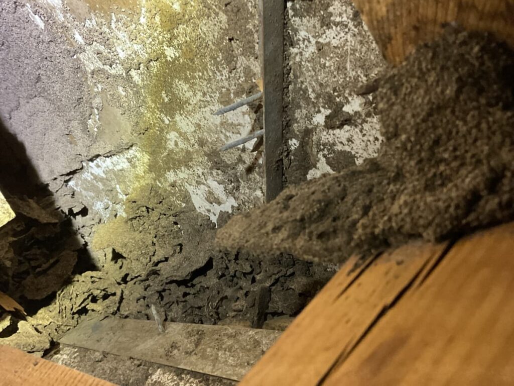 termite damage wall structure